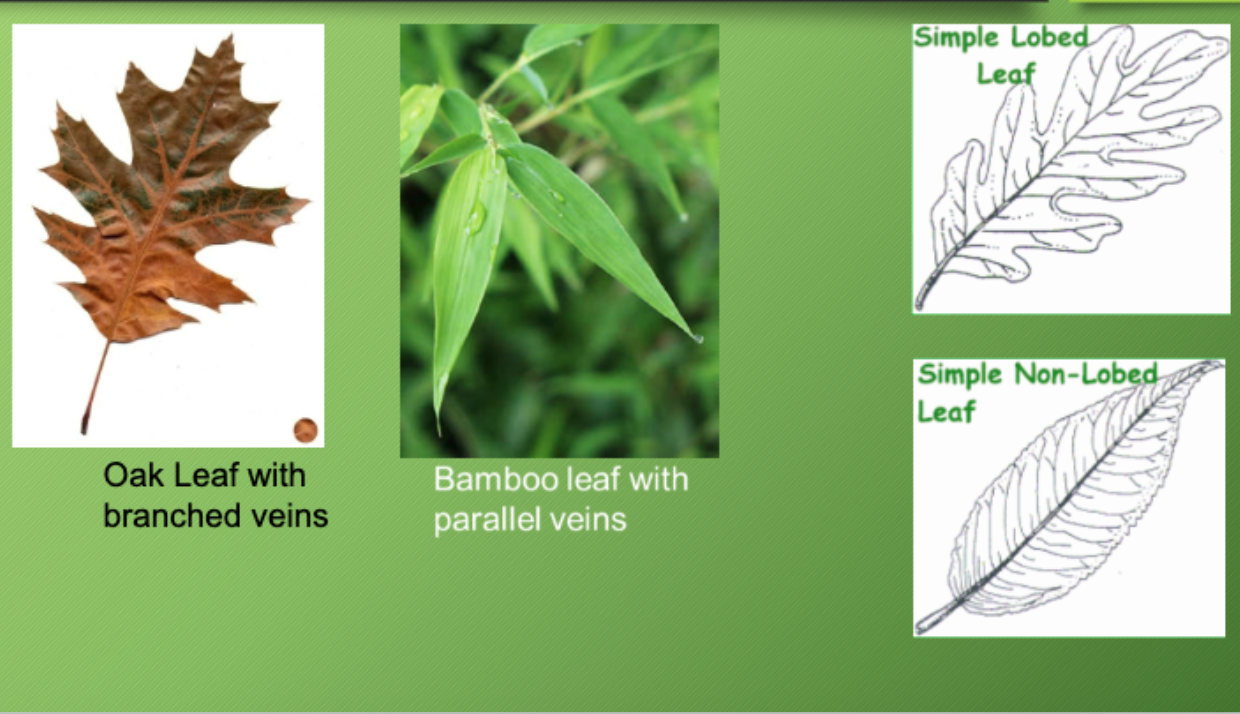 <ul><li><p>Branched veins: branched/separate veins on leaf </p></li><li><p>Parallel veins: parallel lines on leaf </p></li></ul><p></p>