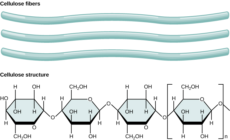 <p>plant, beta-glucose, 1-4 bonds, no branches, forms microfibrils held together by hydrogen bonds that have high tensile strength</p>
