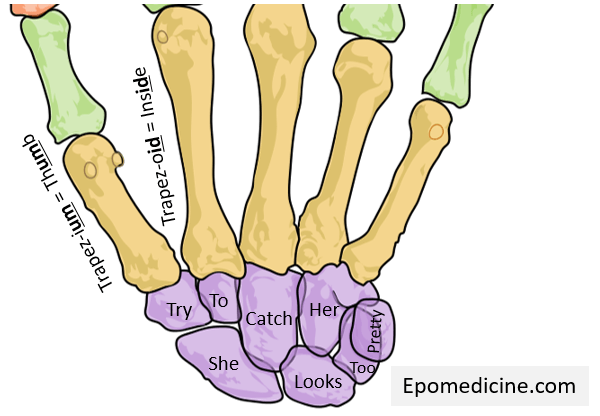 <p>Carpal Bones</p>