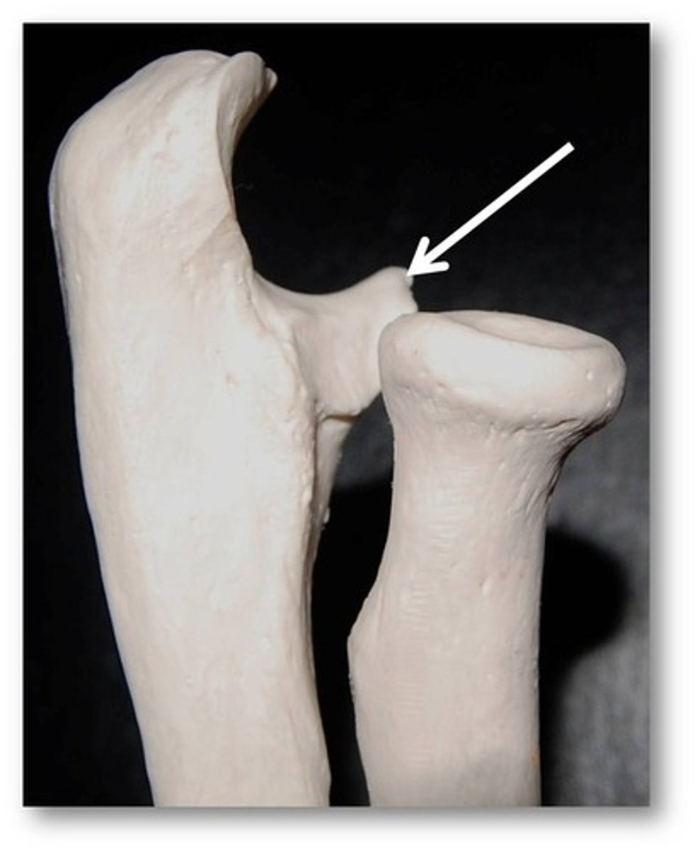 <p>located on the proximal end of the ulna, smaller than and distal to the olecranon process</p>