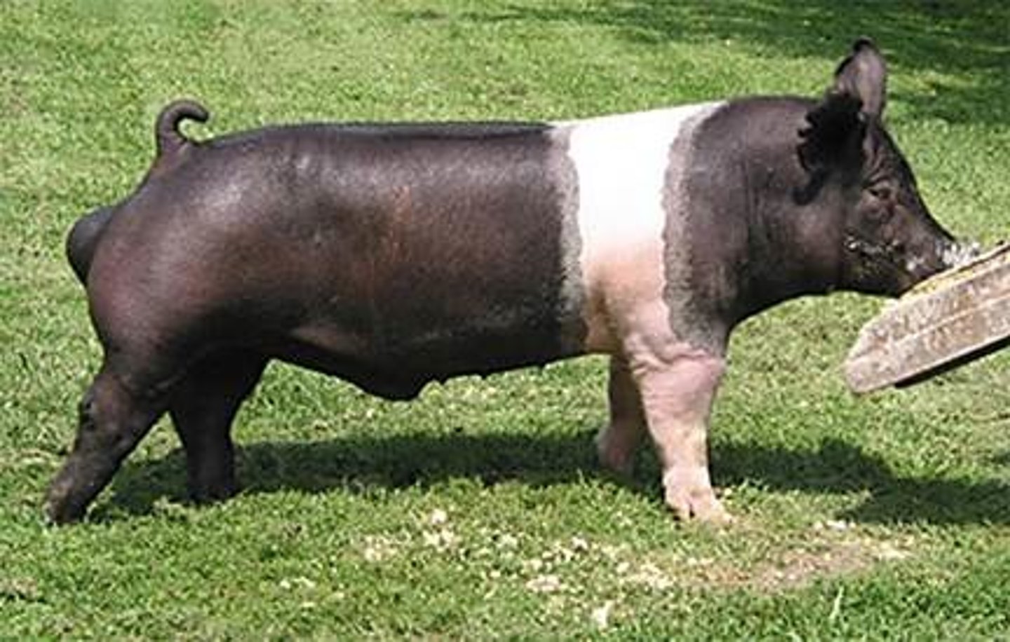 <p>subconcave face, prick ears, from USA, for meat, semi-intensive</p>