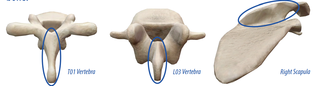 <p>A more pronounced raised, sharp elevation of bone that allows connective tissues and muscles to connect to the bone.</p>