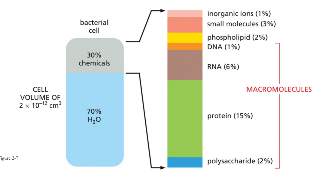 <ul><li><p>Chains of chemical units linked end-to-end → key to all cellular processes</p></li><li><p>Ex. 70% of bacteria cell is water.</p></li></ul><p></p>