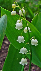 <p>Example: Convallaria majalis (lily of the valley)</p><p>Creates convallotoxin, a cardiac glycoside </p>