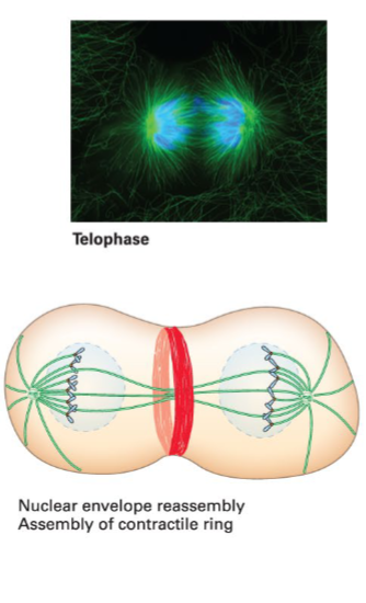 <p><span style="color: #000000">Chromosomes decondense, and each presumptive daughter cell reassembles a nuclear membrane around its chromosomes.</span></p>