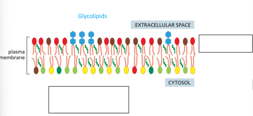 <p>Membrane Polarity and Composition</p>