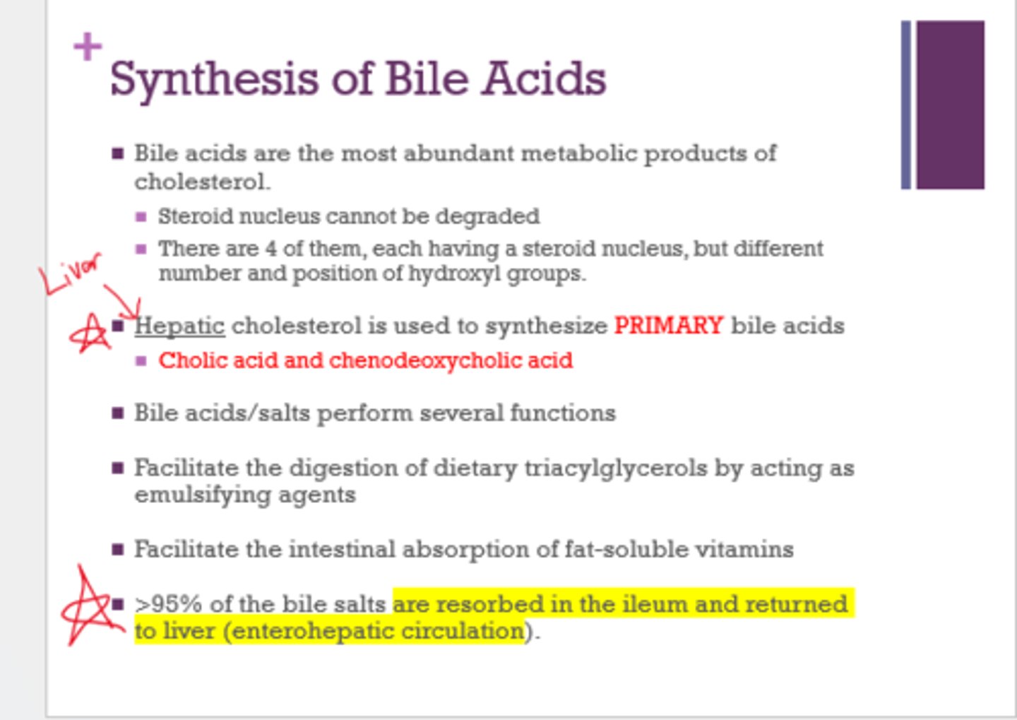 <p>bile acids</p>