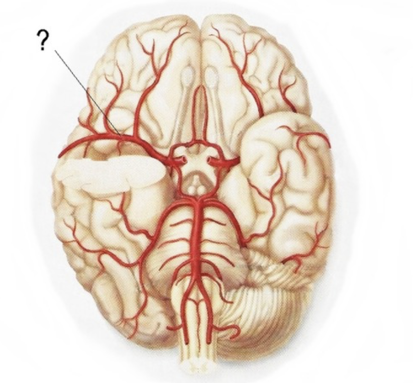 <p>Supplies the lateral part of the cerebral hemispheres</p>
