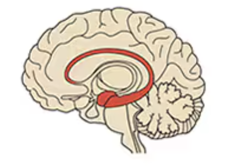<p>Name this part of the brain:</p>