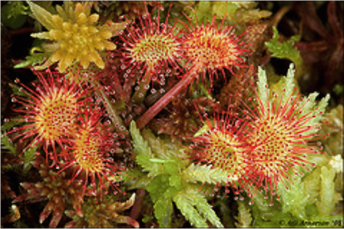 <p>Marshland plants such as sundews grow in waterlogged, anaerobic soil where tall plants can't survive due to low nitrogen levels (sundews trap and digest insects for nitrogen)</p><p>Drainage schemes that produce more aerobic soil may allow taller competitors to colonise the area, causing the sundew to die out.</p>