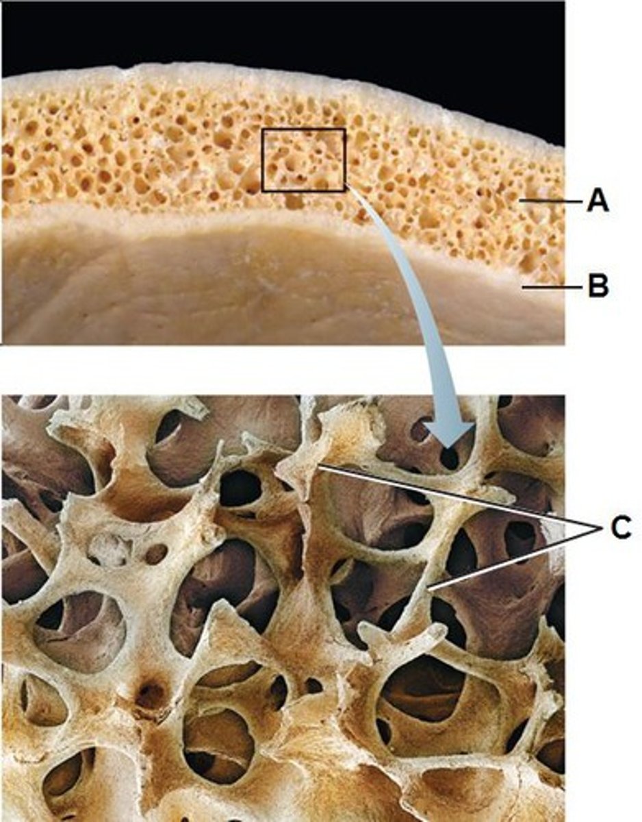 <p>spiky, irregular latticework of thin bony plates in spongy bone tissue (letter C in the picture)</p>