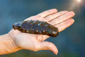 <p>sea cucumber</p>