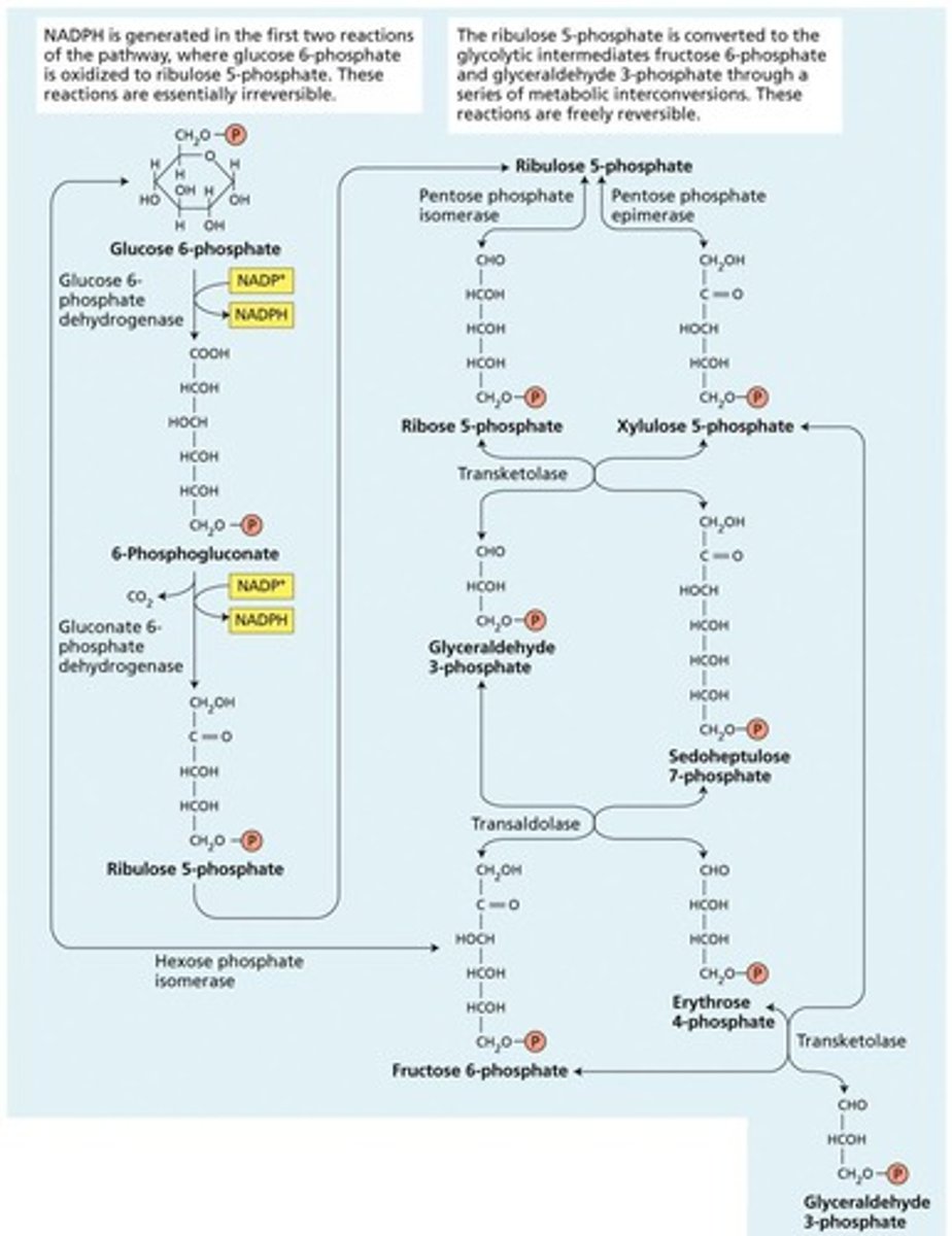 <p>NADPH and ribulose 5-phosphate.</p>