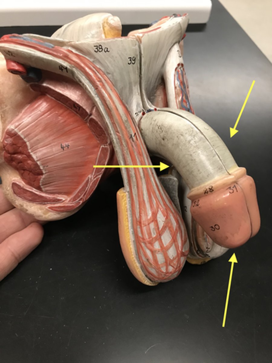 <p>The external part of the male reproductive system</p>