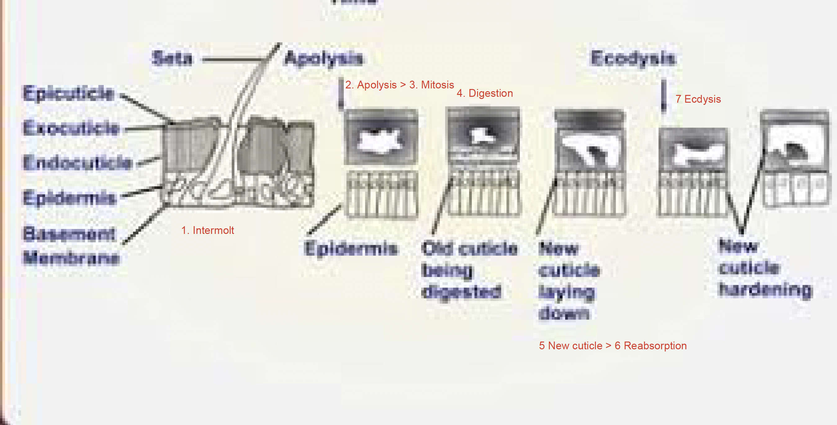 <p>7 Molting Stages</p>