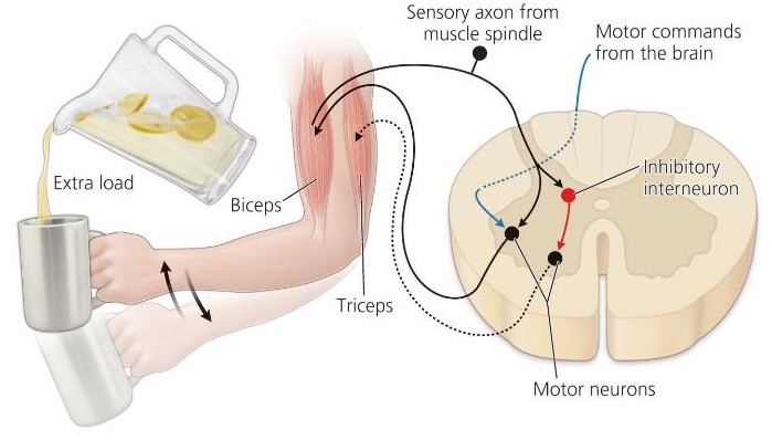 <p>When it experiences a change in load</p><ul><li><p>Motor commands from the brain can adjust the&nbsp;“set point” for limb position</p></li></ul><p></p>