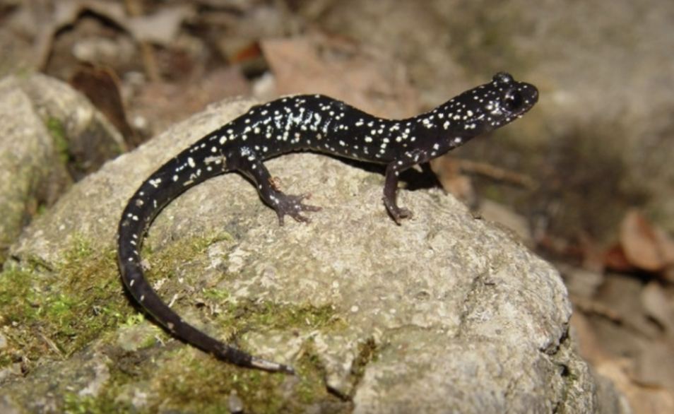 <p>Northern Slimy Salamander (plethodon glutinosus)</p>