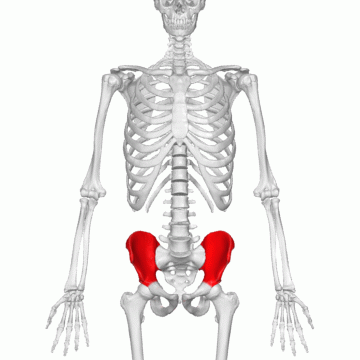 <p>Key Features: Top portion with iliac crest</p><p>Memory Trick: upper wing</p>