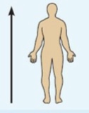 <p>Toward the head end or upper part of a structure.</p>