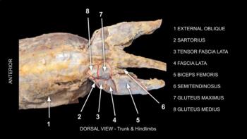 <p>Origin: Fascia over root of tail</p><p>Insertion: Medial surface of leg</p><p>Action: extends thigh and flexes leg</p>