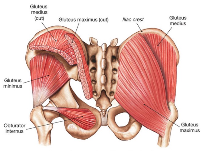 <p><mark data-color="red">origin:</mark> external surface of ilium between anterior and posterior gluteal lines</p><p><mark data-color="red">insertion:</mark> lateral surface of greater trochanter of femur</p><p><mark data-color="red">innervation:</mark> superior gluteal nerve (L4-S1)</p><p><mark data-color="red">action:</mark> -abducts thigh </p><p>-medial rotator</p><p>-prevents pelvic tilt when walking</p>