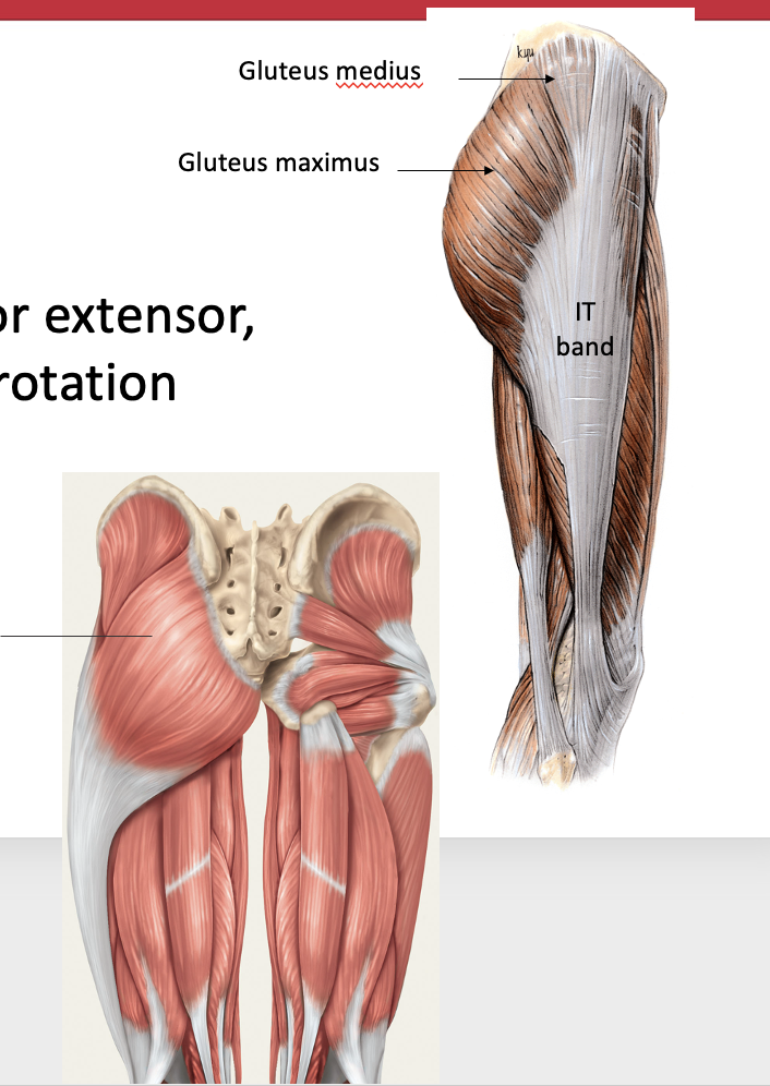 <p>What is the origin, sinertion, and nerve innervation, and obv actino of the gluteus maximus </p>