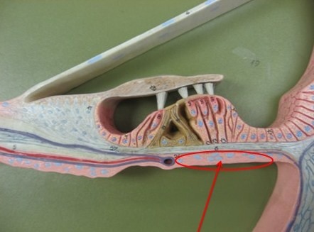 - surface moves in a wave-like fashion
- near oval window it is narrow and more rigid
- becomes wider and more flexible farther into cochlea
- structure determines location/max. frequency relationship