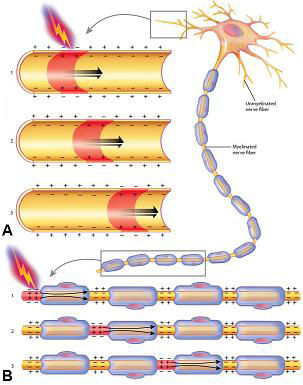 <ul><li><p>This ‘electrical disturbance’ of the neuron’s membrane stimulates Na+ channels in the adjacent section of the membrane to open, and so on, and so on </p></li><li><p>- this creates a ‘self-propagating’ wave of electrical disturbance – a nerve impulse – that travels along the entire length of the neuron’s membrane</p></li></ul><p></p>