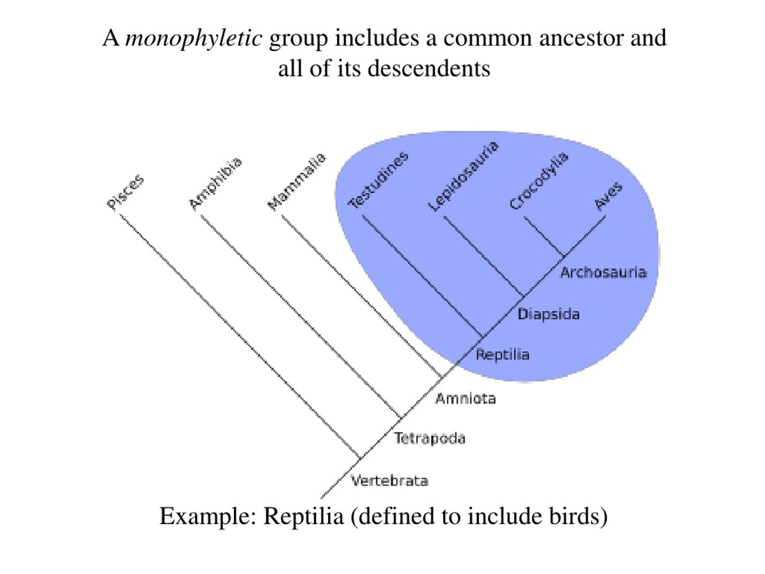 <p>ALL descendants of a common ancestor are included</p>
