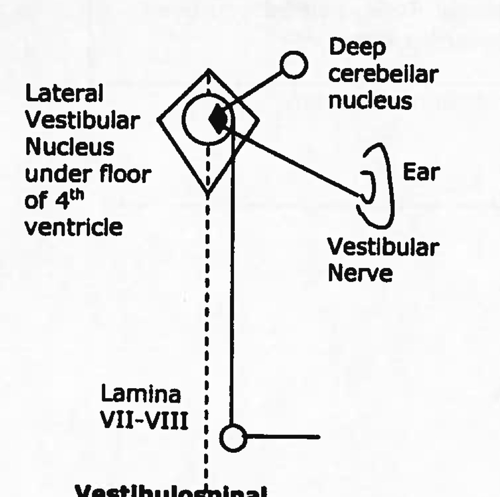 <p>Name tract</p><p>Ascending or descending?</p>