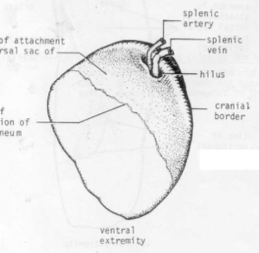 <p>Which species’ spleen is shown in this picture? What are its characteristics?</p>
