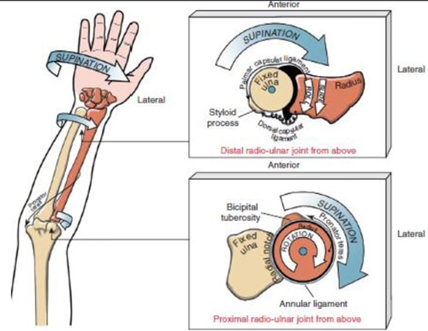 <p>Opp roll and glide</p><p>To improve joint arthrokinematics perform:</p><p>Posterior for pronation</p><p>Anterior for supination</p>