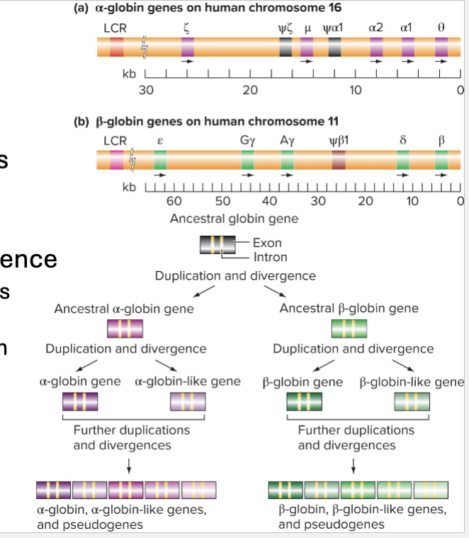 <ul><li><p>Groups of genes closely related in sequence and function</p></li><li><p>Evolve via Duplication and Divergence</p><ul><li><p>Duplicated DNA sequence products start out identical</p></li><li><p>Eventually diverge via accumulation of mutations</p></li></ul></li><li><p>EX; Globin, Hox, Small Monomeric GTP (Rho, Ras, etc) </p></li></ul><p></p>