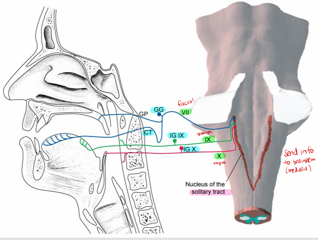 <p>Taste Pathways (nerves → medulla)</p>