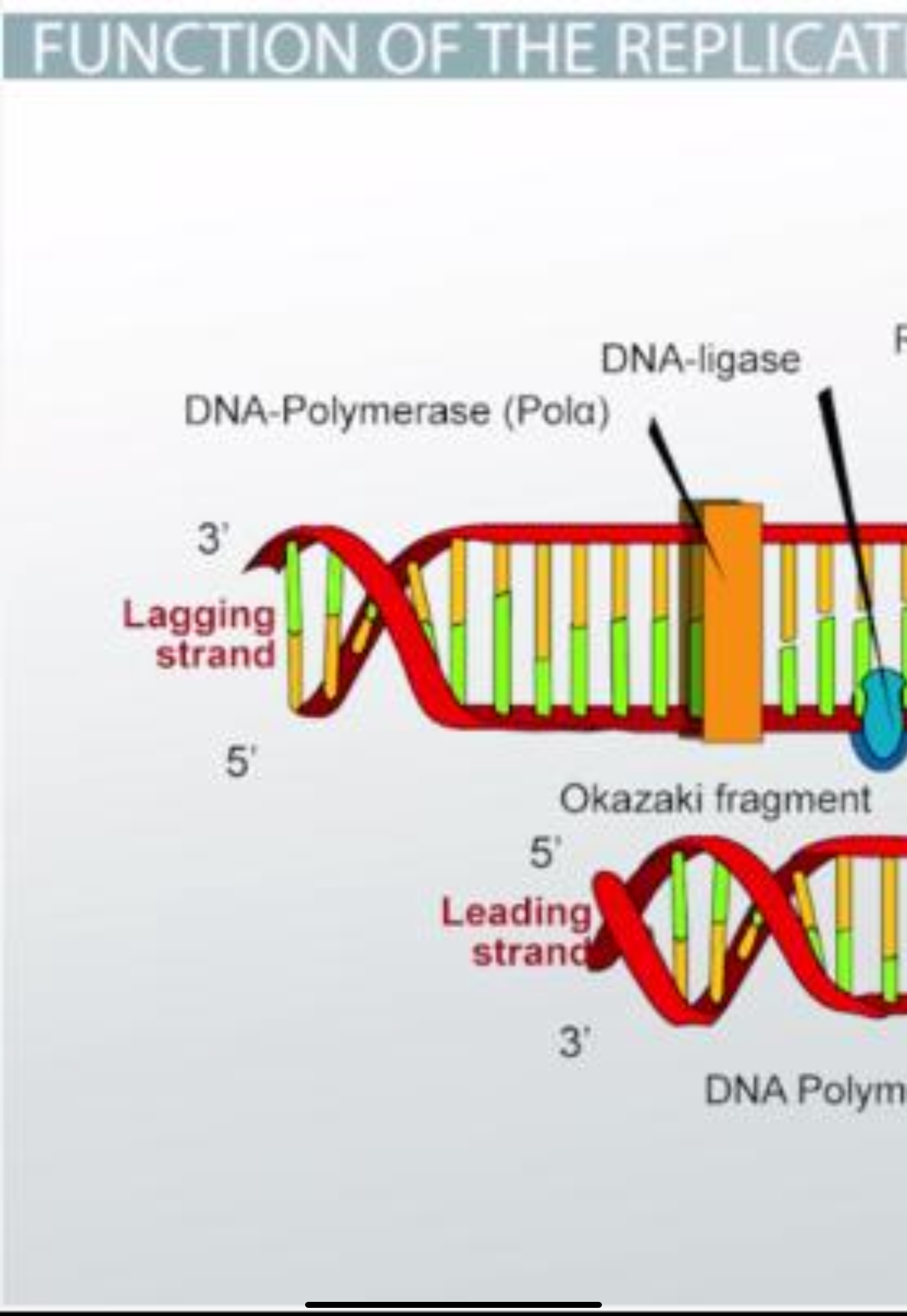 <p>synthesized as short Okazaki fragments in the direction away from the replication fork</p>