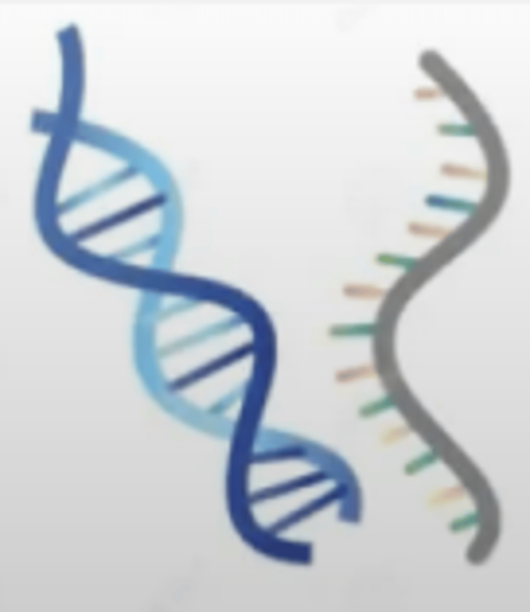 <p>a. Nucleoside</p><p>b. Nucleotide</p><p>c. Nucleic acid</p><p>d. None of the choices</p>
