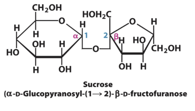 <p>Glucose→Fructose</p><p>Linkage is alpha for glucose and beta for fructose (1→2)</p><p>Glucose in alpha, fructose in beta</p>