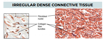 <p>TISSUE: IRREGULAR DENSE CONNECTIVE TISSUE</p>