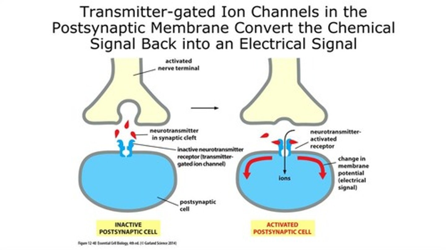 <p>Special channels that open when a neurotransmitter binds, letting ions in or out.</p>