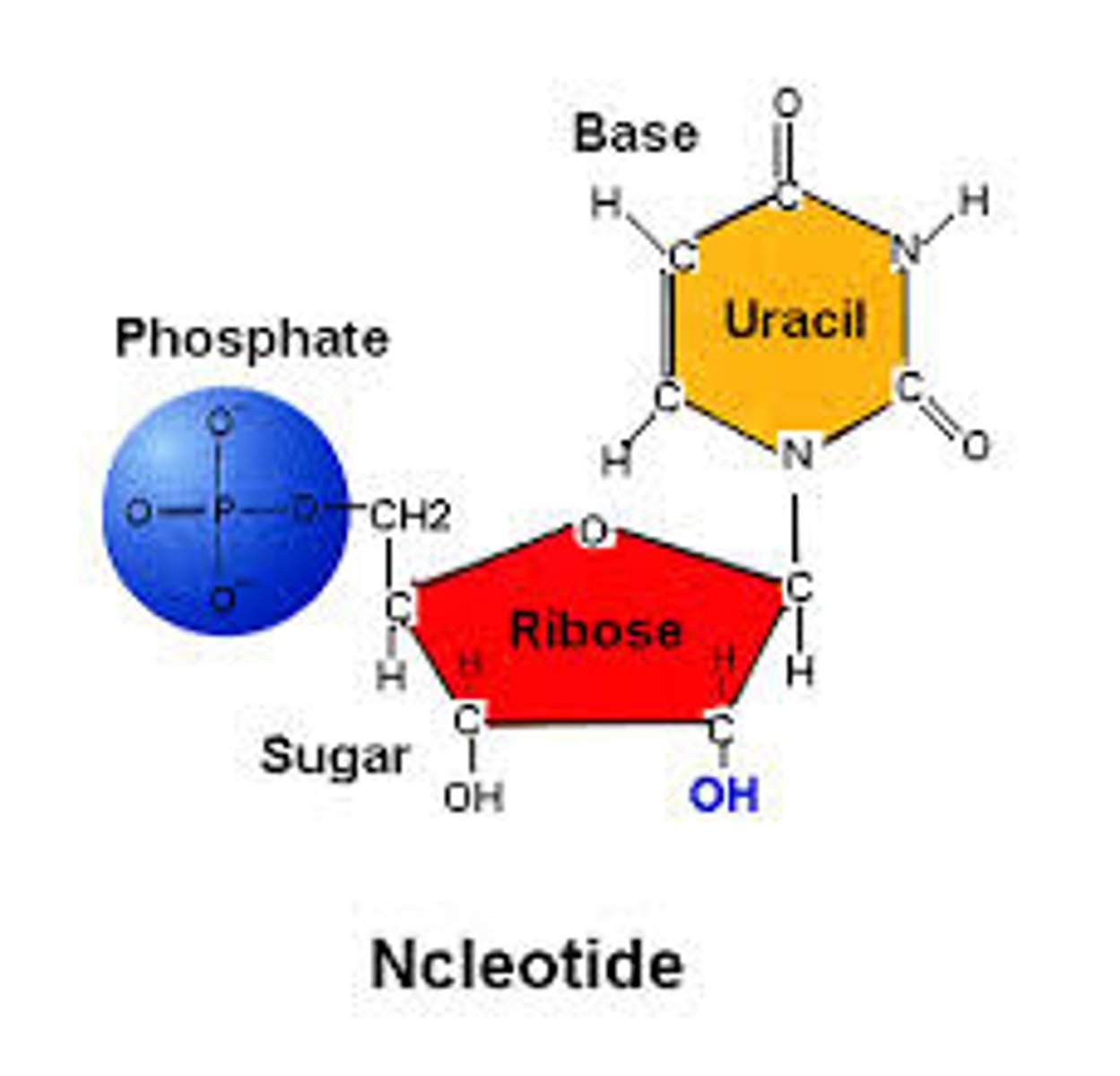 <p>Ribose + phosphate + A/U/C/G.</p>