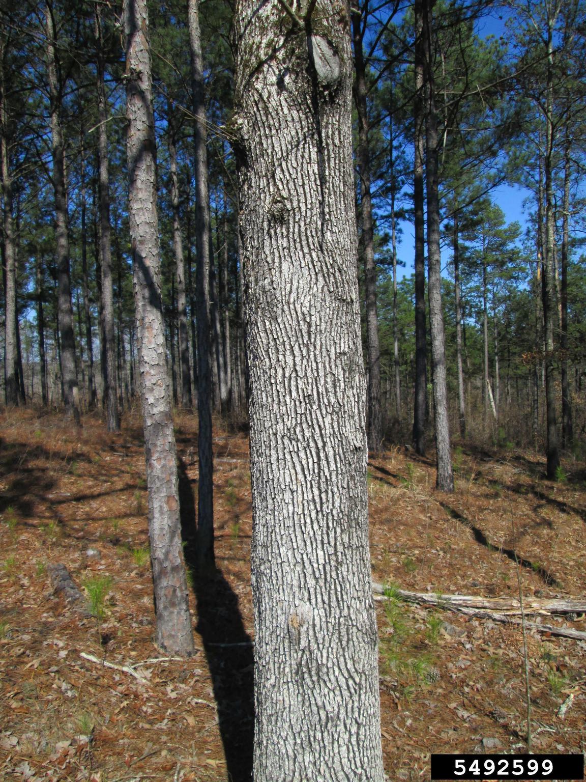 <p>post oak, Quercus stellata (Fagaceae)</p>