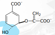 <p>[SHIKIMIC ACID PATHWAY] What is the Step 8 in Shikimic Acid Pathway</p>