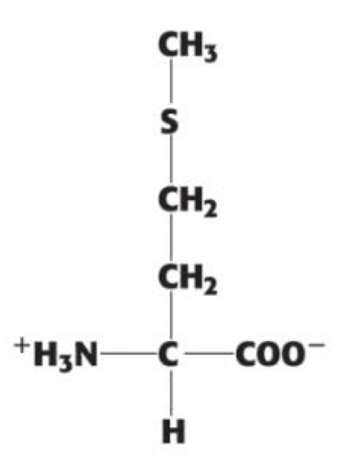 <p> (Met, M). non-polar aliphatic</p>