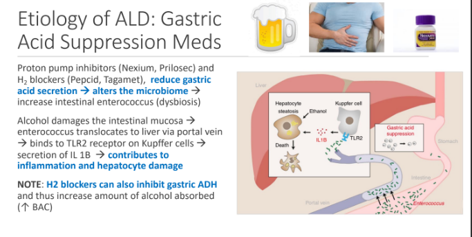 <p>gastric ADH</p>