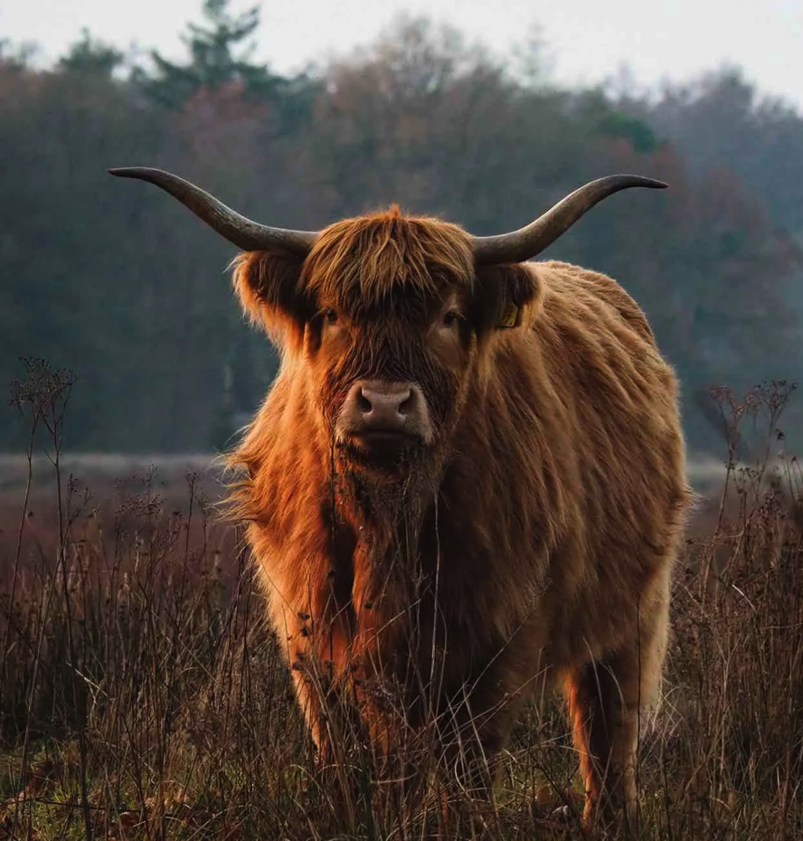 <p><span><span>• Zijn robuuste rode koeien met grote hoorns en lange haren</span></span></p>