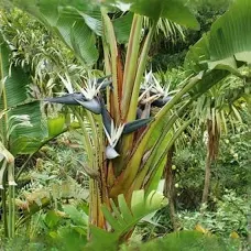 <p>Giant Bird of Paradise</p>
