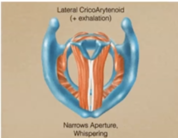 <p>Larynx</p>