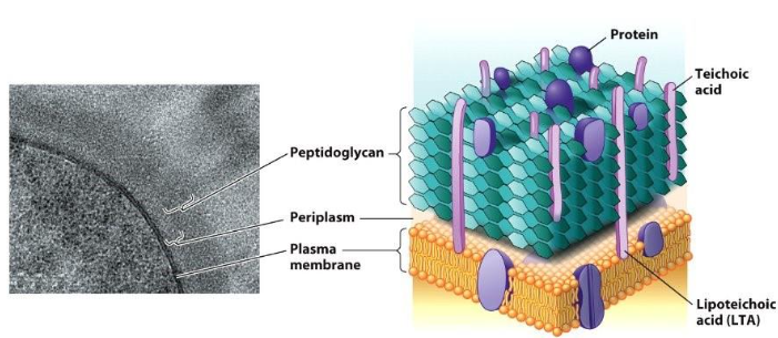 <p><span style="line-height: 20.925px;">Gram + cells have a thick outer layer of peptidoglycan with a narrow periplasmic space. It has <strong>negatively charged teichoic acids </strong>(polysaccharides) embedded into the peptidoglycan. Those attached to the membrane are lipoteichoic acid (LTA) to anchor cell wall into membrane.&nbsp;</span></p>