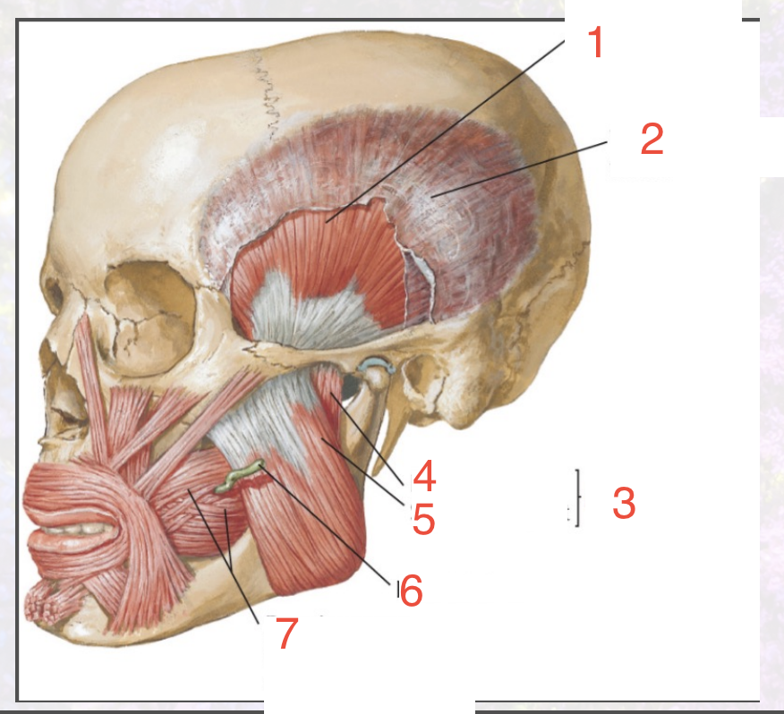 <p>masseter muscle</p>