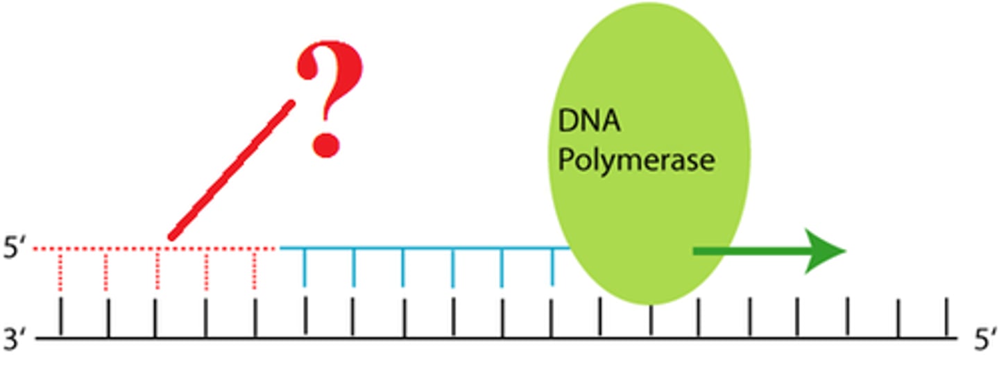 <p>short segment of RNA used to initiate synthesis of a new strand of DNA during replication</p>